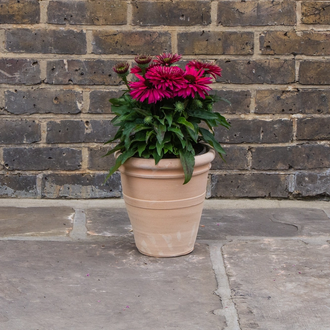 Whitewash Terracotta Handmade Stan RIng Planter (D24cm x H23cm) Outdoor Plant Pot - image 3