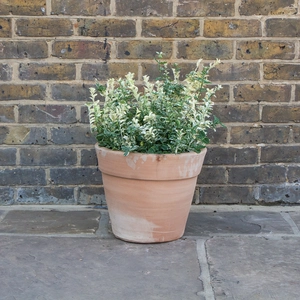 Whitewash Terracotta Handmade Stan Wide Planter  (D38cm x H33cm) Outdoor Plant Pot - image 3