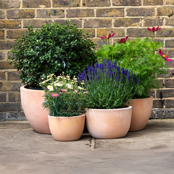 Whitewash Terracotta Egg Low Planter (D23cm x H16cm) Handmade Outdoor Plant Pot - image 2