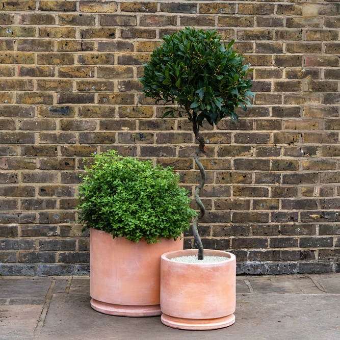 Whitewash Terracotta Planter Sombra (D50x45cm) Handmade Outdoor Plant Pot - image 2