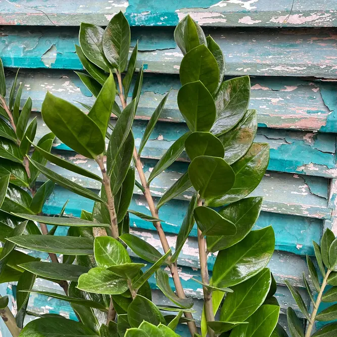 Zamioculcas zamifolia (Pot Size 12cm) ZZ plant - image 2
