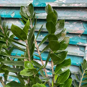 Zamioculcas zamifolia (Pot Size 12cm) ZZ plant - image 2