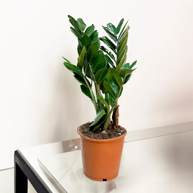 Zamioculcas zamifolia (Pot Size 12cm) ZZ plant - image 3