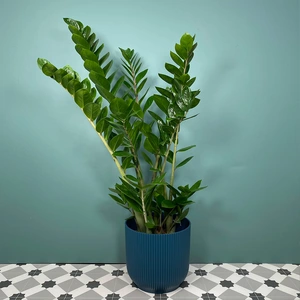 Zamioculcas zamifolia (Pot Size 19cm) ZZ plant - image 1