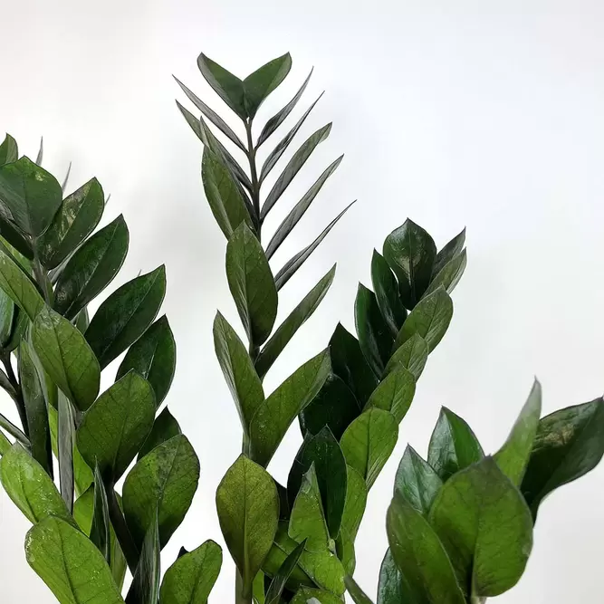 Zamioculcas zamifolia 'Super Nova' (Pot Size 17cm) ZZ Plant - image 2