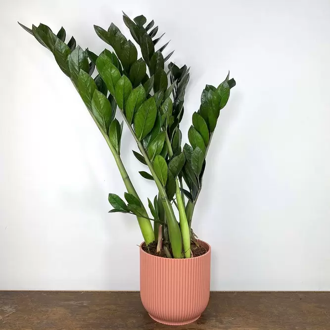 Zamioculcas zamifolia 'Super Nova' (Pot Size 17cm) ZZ Plant - image 3