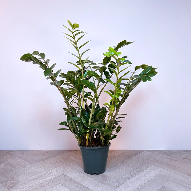 Zamioculcas zamiifolia 'Lucky Classic' (Pot Size 21cm) ZZ Plant - image 1