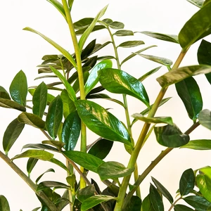 Zamioculcas zamiifolia 'Lucky Classic' (Pot Size 21cm) ZZ Plant - image 2