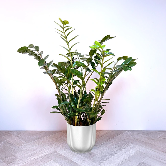 Zamioculcas zamiifolia 'Lucky Classic' (Pot Size 21cm) ZZ Plant - image 3