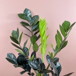 Zamioculcas zamiifolia 'Raven' (Pot Size 14cm) ZZ Plant - image 2