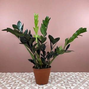 Zamioculcas zamiifolia 'Raven' (Pot Size 14cm) ZZ Plant - image 3