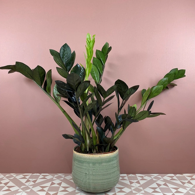 Zamioculcas zamiifolia 'Raven' (Pot Size 17cm) ZZ Plant - image 1