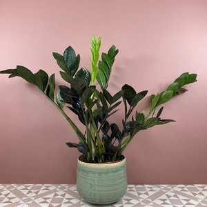 Zamioculcas zamiifolia 'Raven' (Pot Size 17cm) ZZ Plant - image 1
