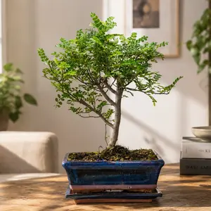 Zanthoxylum piperitum