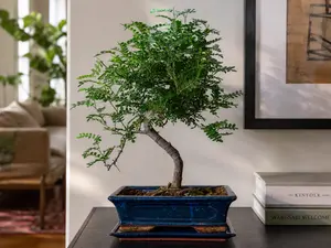 Zanthoxylum piperitum