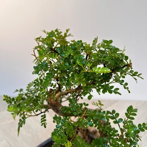 Zanthoxylum Piperitum - Japanese Pepper Bonsai (15cm) Bonsai Tree - image 2