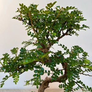 Zanthoxylum Piperitum - Japanese Pepper Bonsai (15cm) Bonsai Tree - image 3