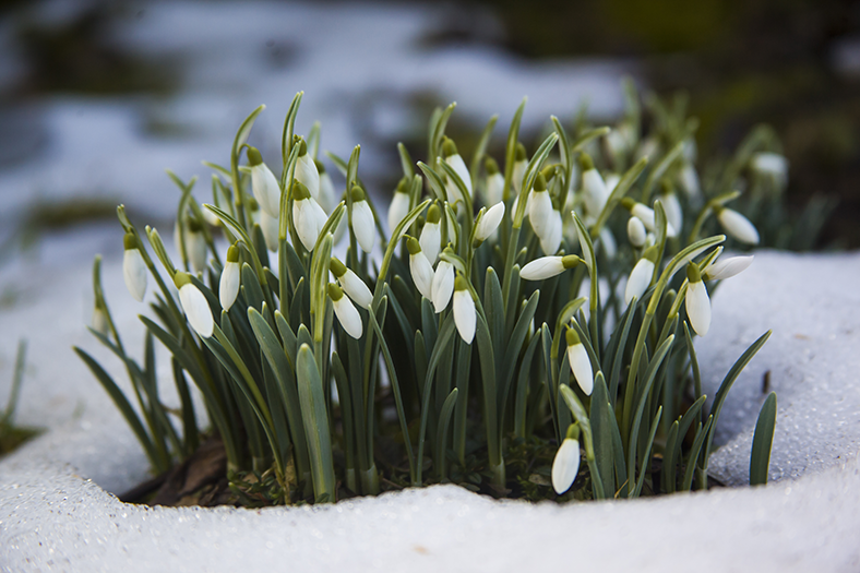 White Snow Drops at Boma Garden Centre Kentish Town London