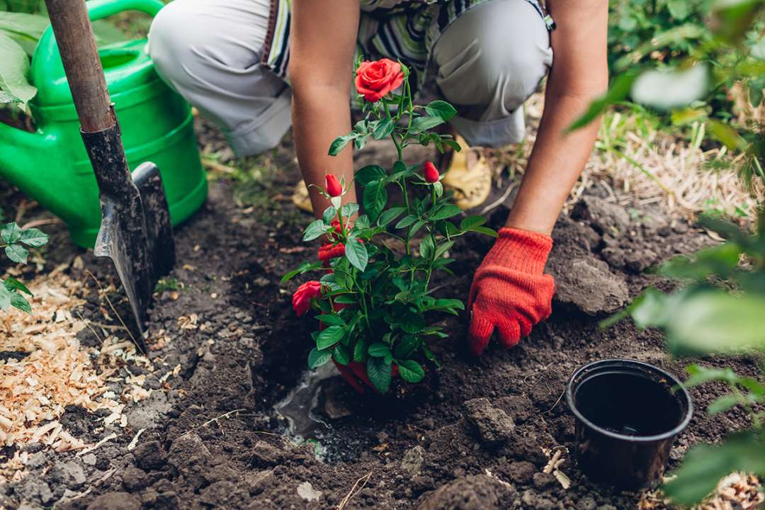 Planting David Austin Roses at Boma Garden Centre Kentish Town London