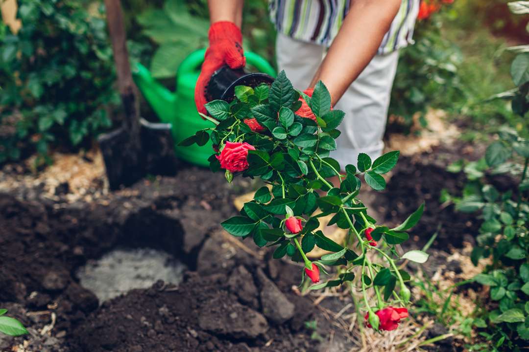 Planting David Austin Roses with Boma Garden Centre Kentish Town London