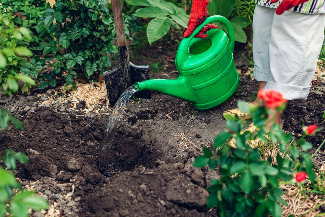 Watering in preparation to plant David Austin Roses by Boma Garden Centre Kentish Town London